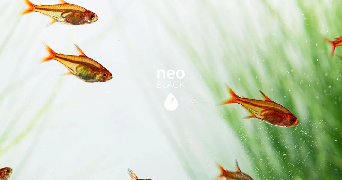 Neo Black