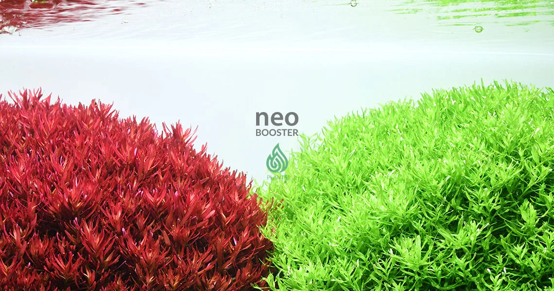 Neo Booster Plants