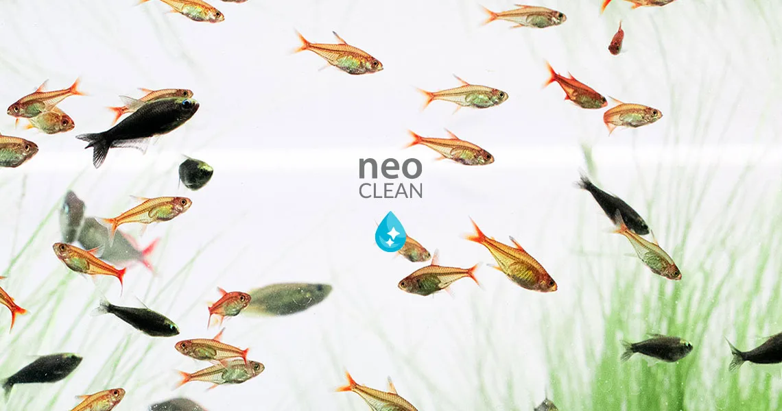 Neo Clean