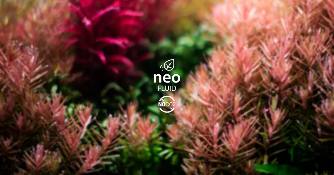 Neo Fluid