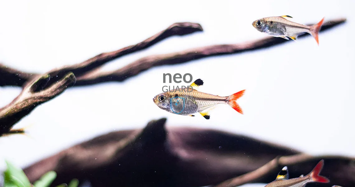 Neo Guard