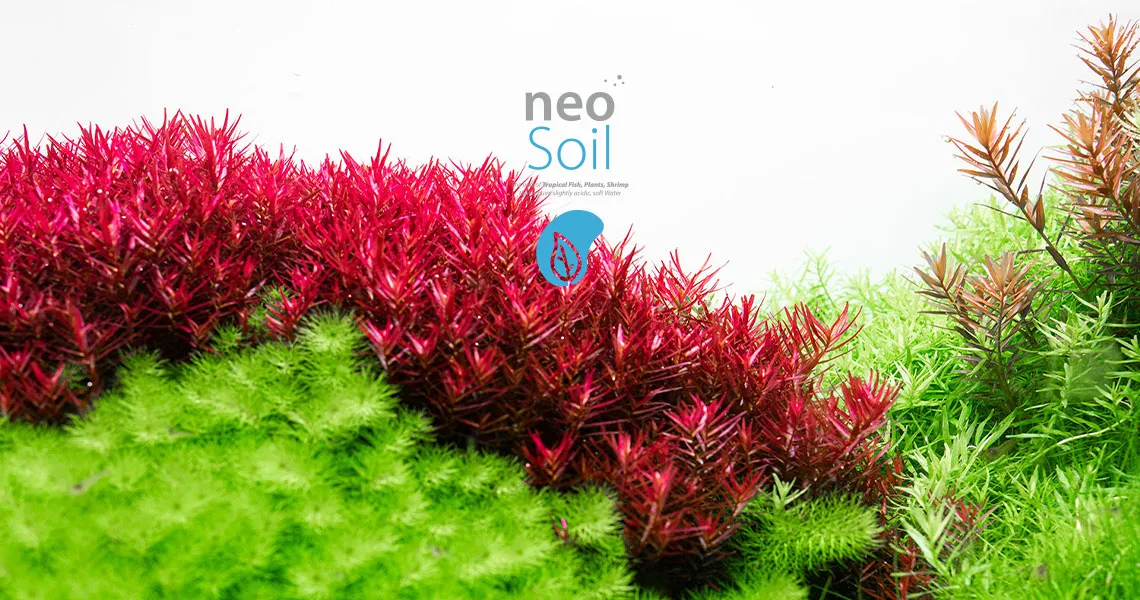 Neo Soil Plants