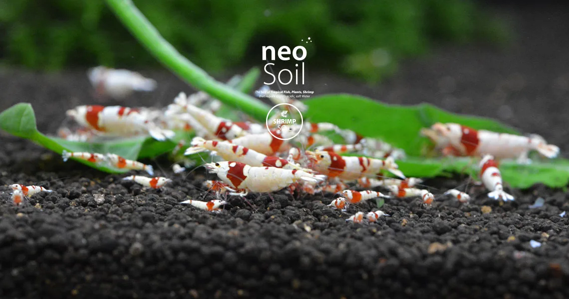 Neo Soil Shrimp