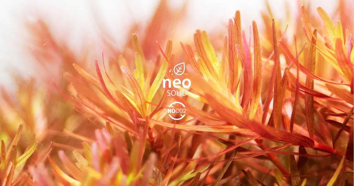 Neo Solid