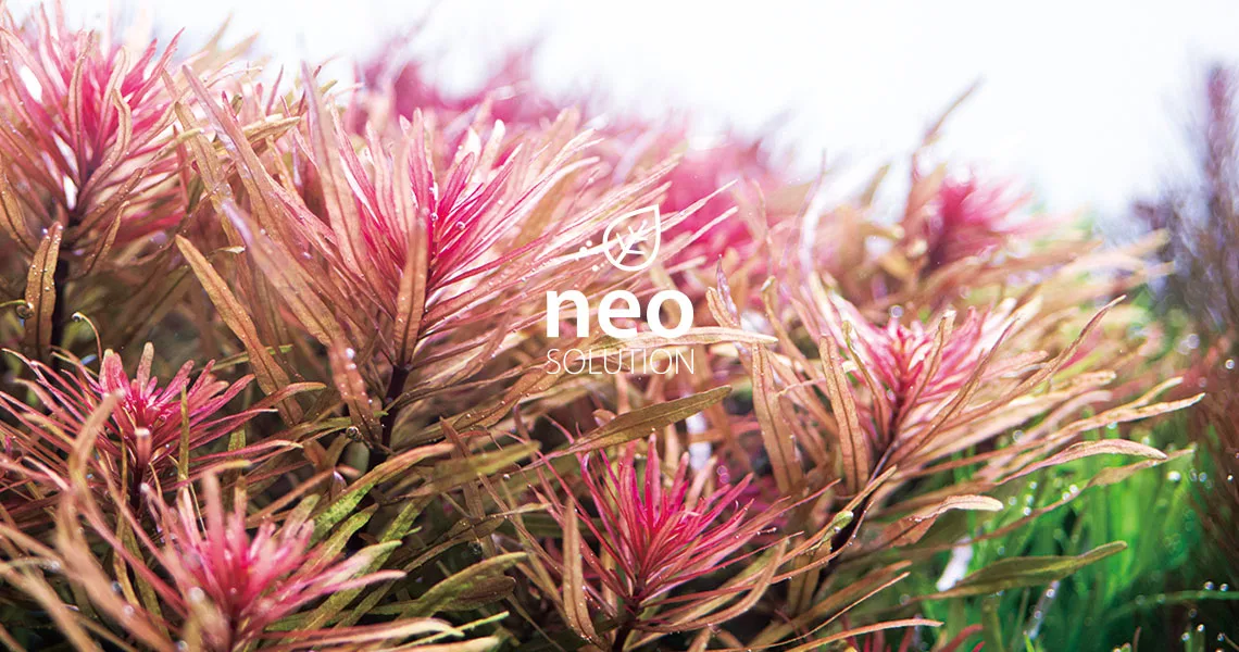 Neo Solution